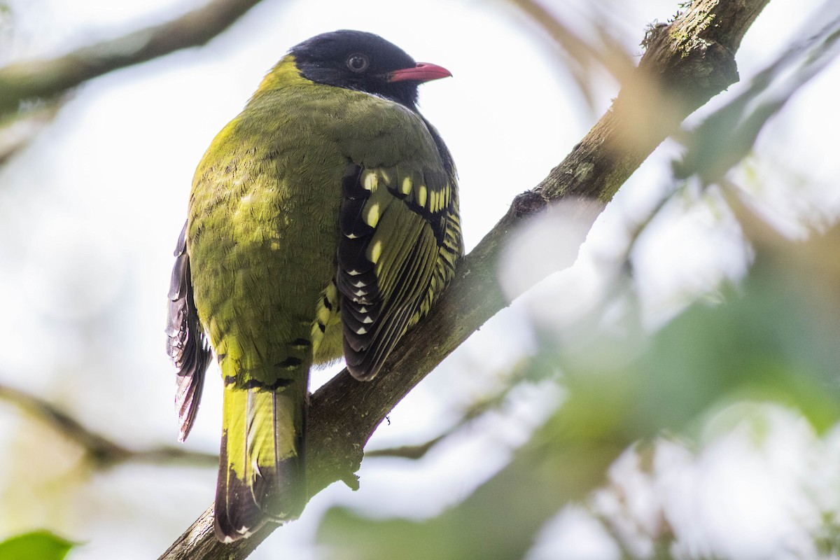 Barred Fruiteater - ML211170311