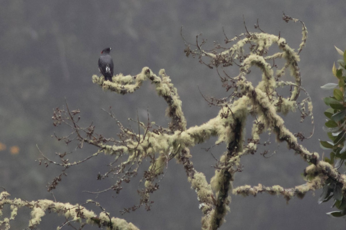 Cotinga Crestirrojo - ML211170351