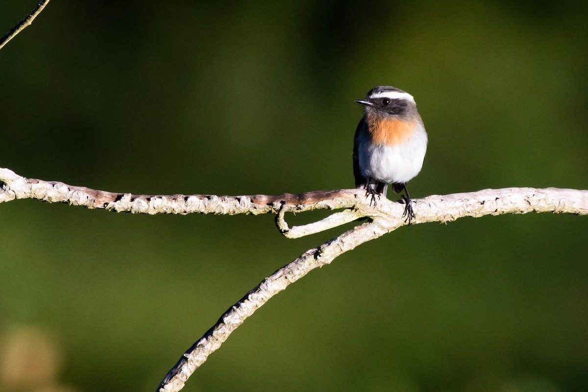 Rufous-breasted Chat-Tyrant - Joachim Bertrands