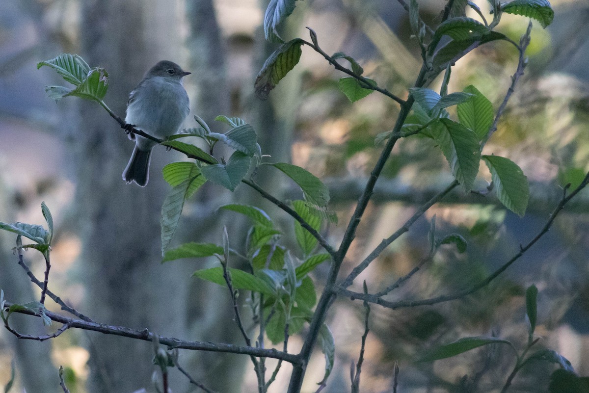 Mountain Elaenia - Joachim Bertrands