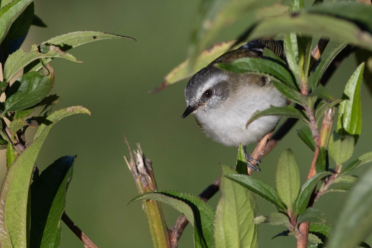 White-banded Tyrannulet - ML211170471