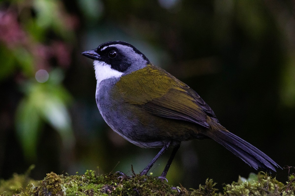 Gray-browed Brushfinch - Joachim Bertrands