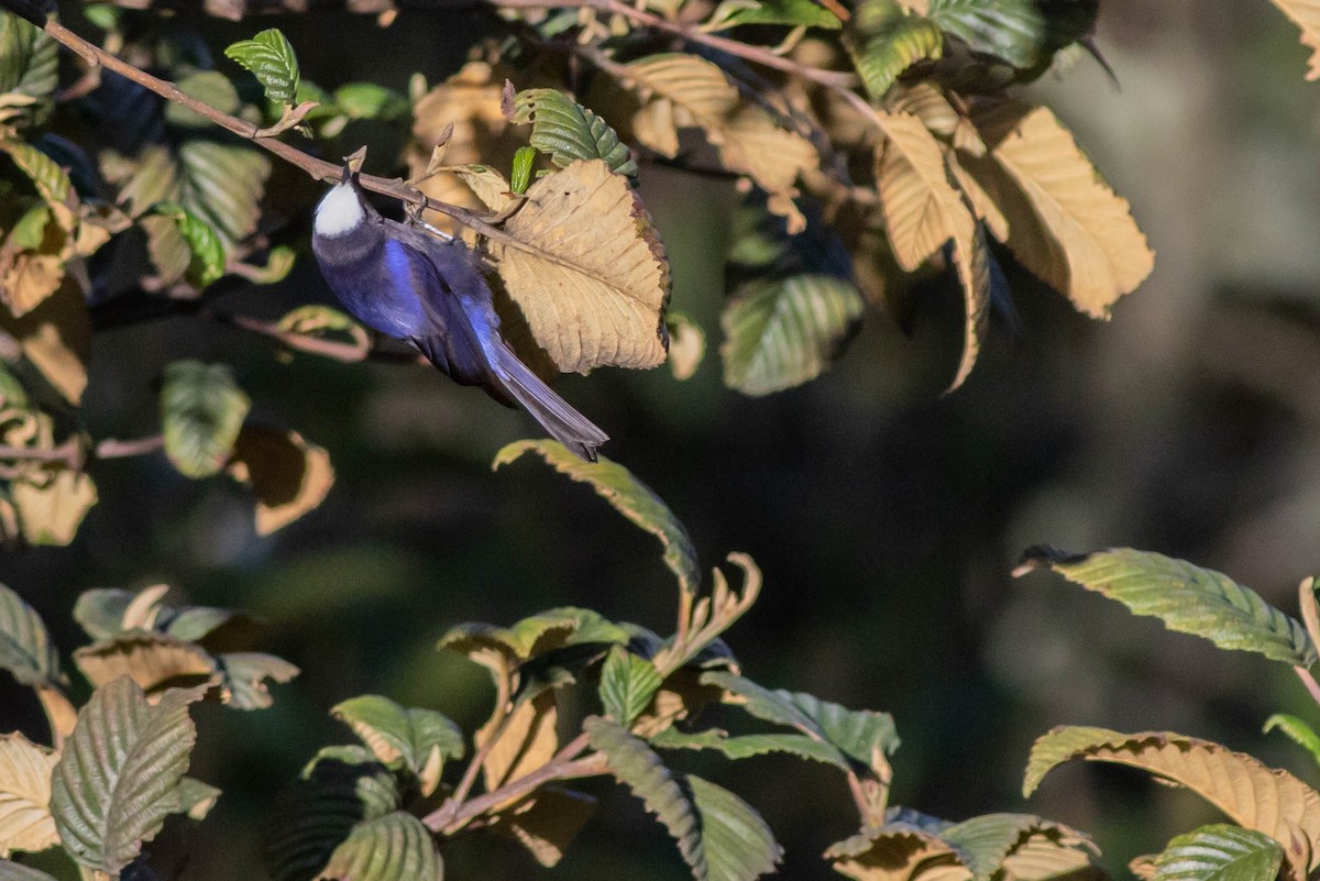 Capped Conebill - ML211170621