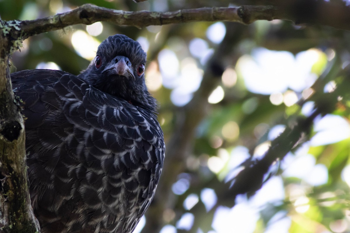 Andean Guan - ML211170811