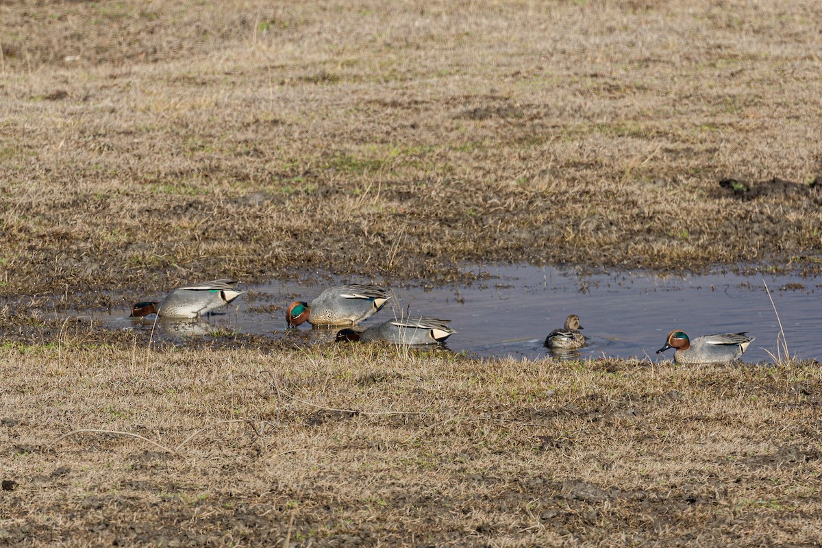 Green-winged Teal - ML211171001