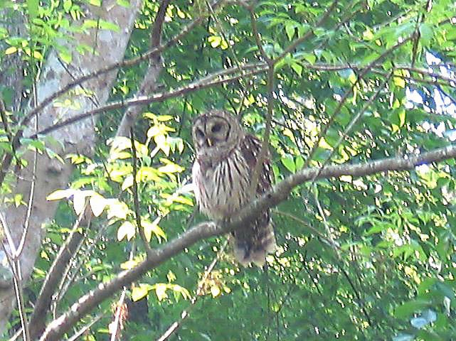 Barred Owl - ML21117101