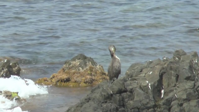 Cormorán Moñudo (Mediterráneo) - ML211171441