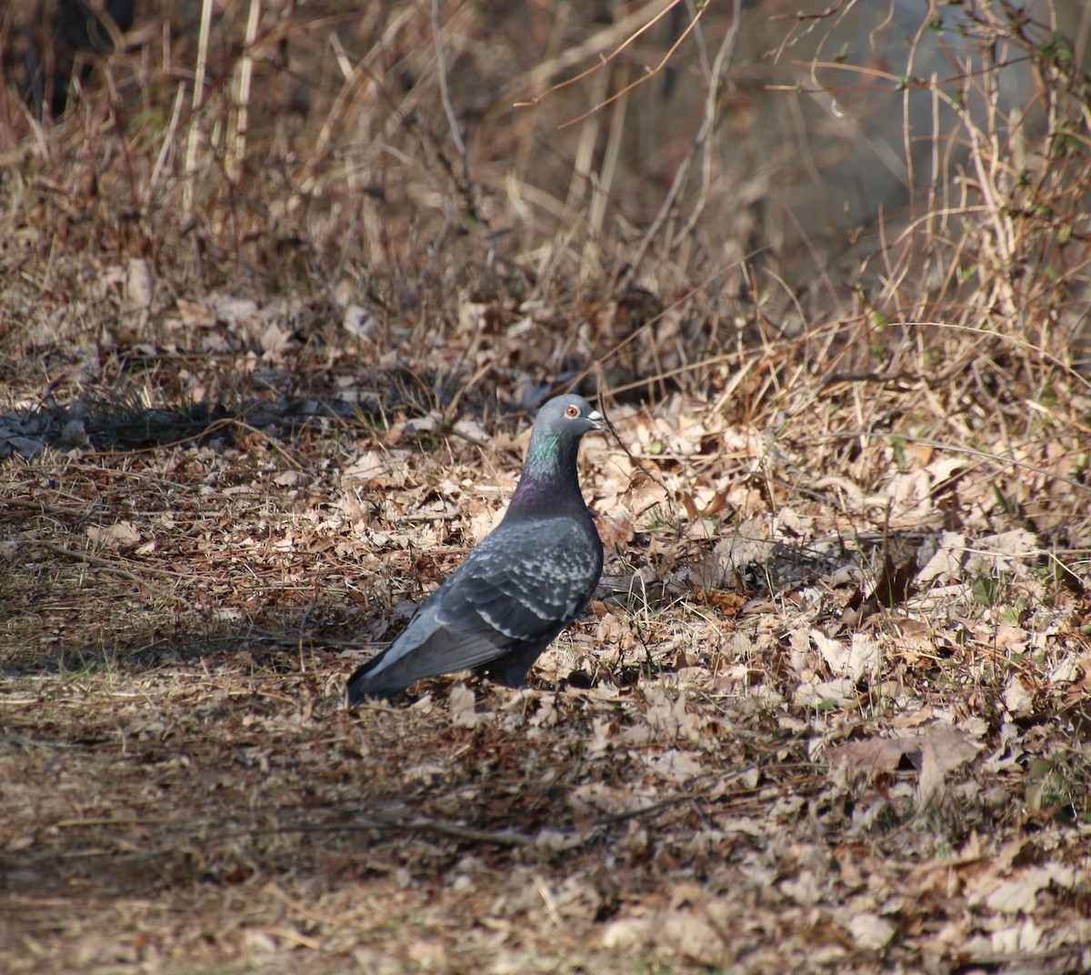 Rock Pigeon (Feral Pigeon) - ML211171651