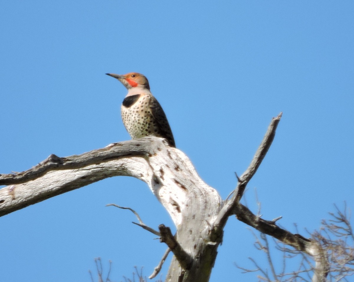 Northern Flicker - ML211172741