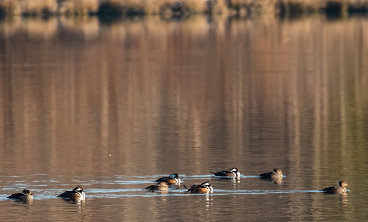 Hooded Merganser - Mike  Spillars