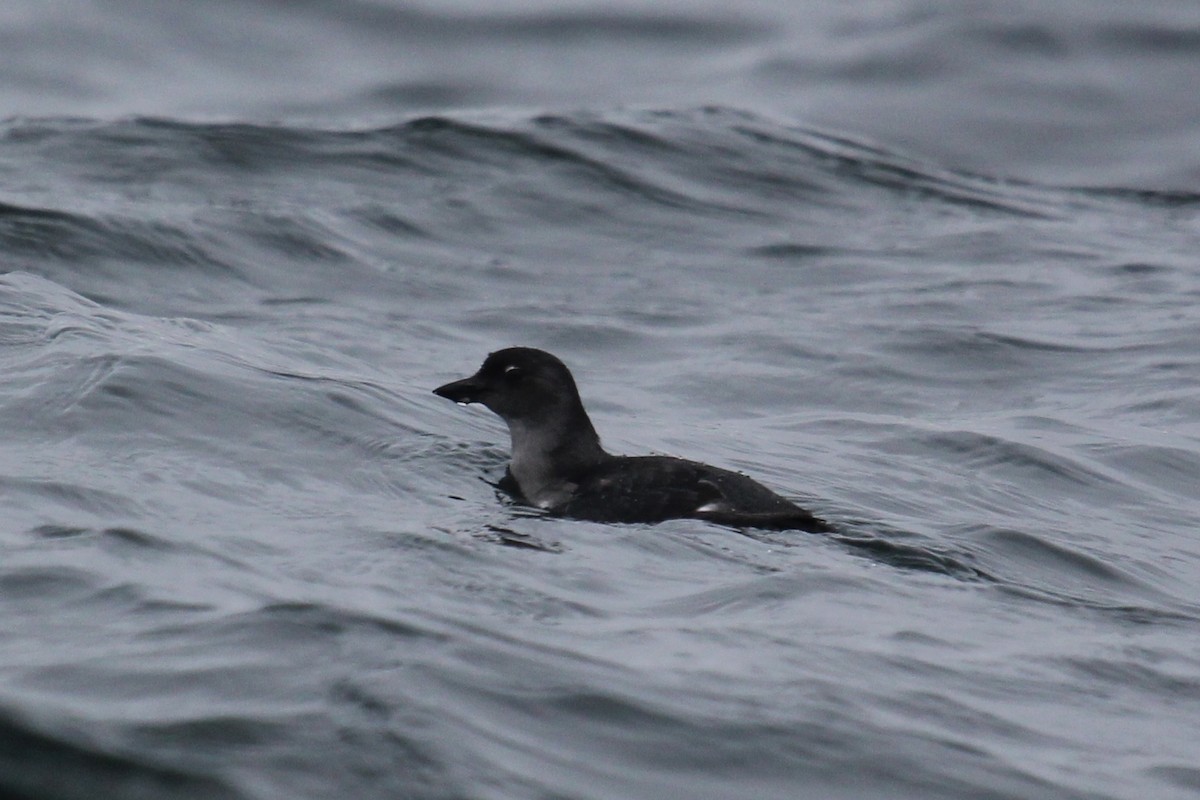 Cassin's Auklet - Robin Corcoran