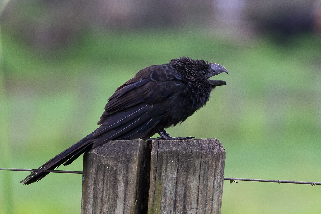 Smooth-billed Ani - LAERTE CARDIM