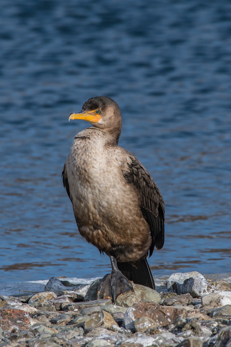 Cormoran à aigrettes - ML211174211