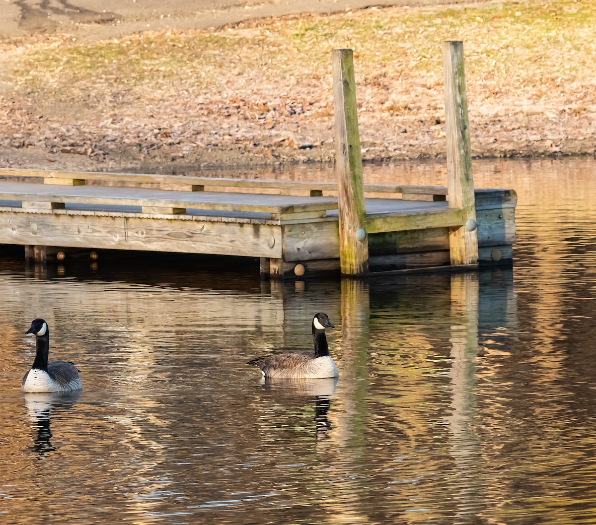 Canada Goose - Mike  Spillars