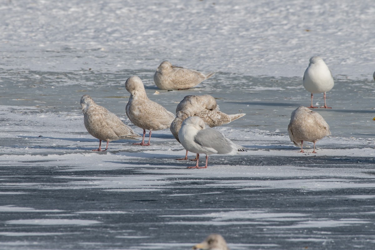 Goéland arctique - ML211174521