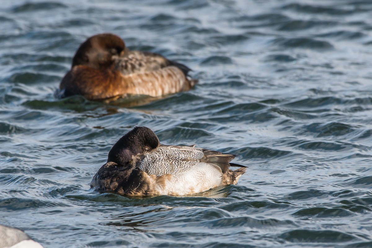 Lesser Scaup - ML211174741