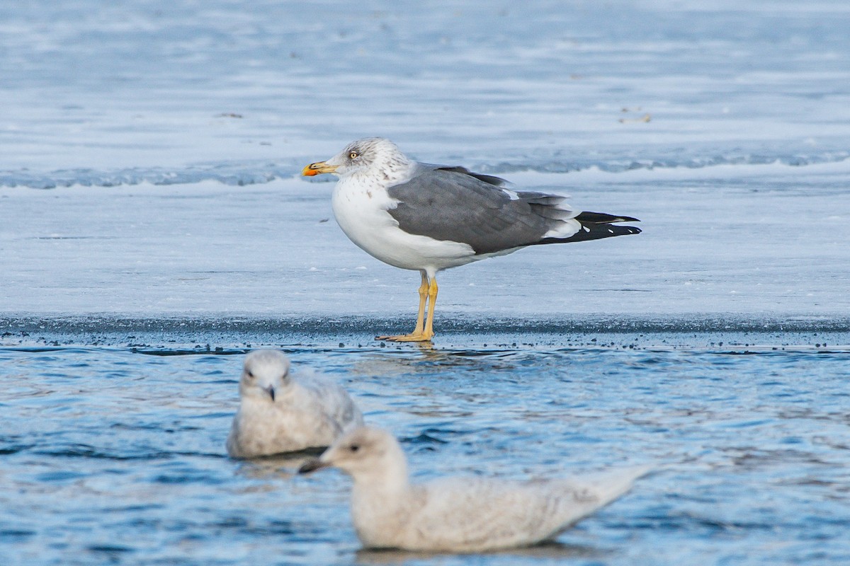 Lesser Black-backed Gull - Frank King