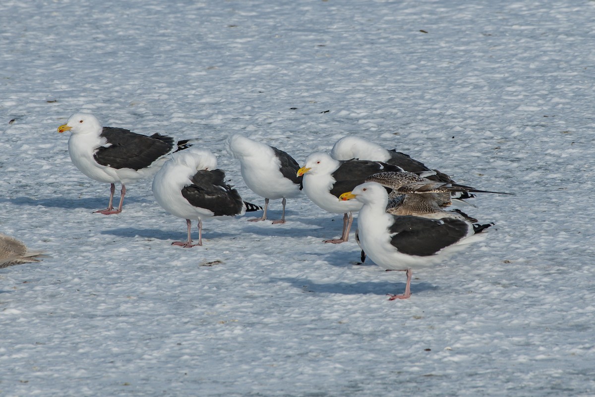 Great Black-backed Gull - ML211174951