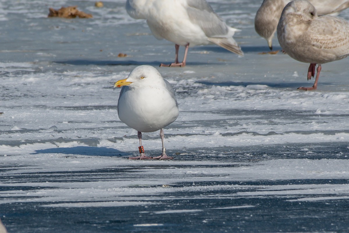 Herring Gull - ML211175211