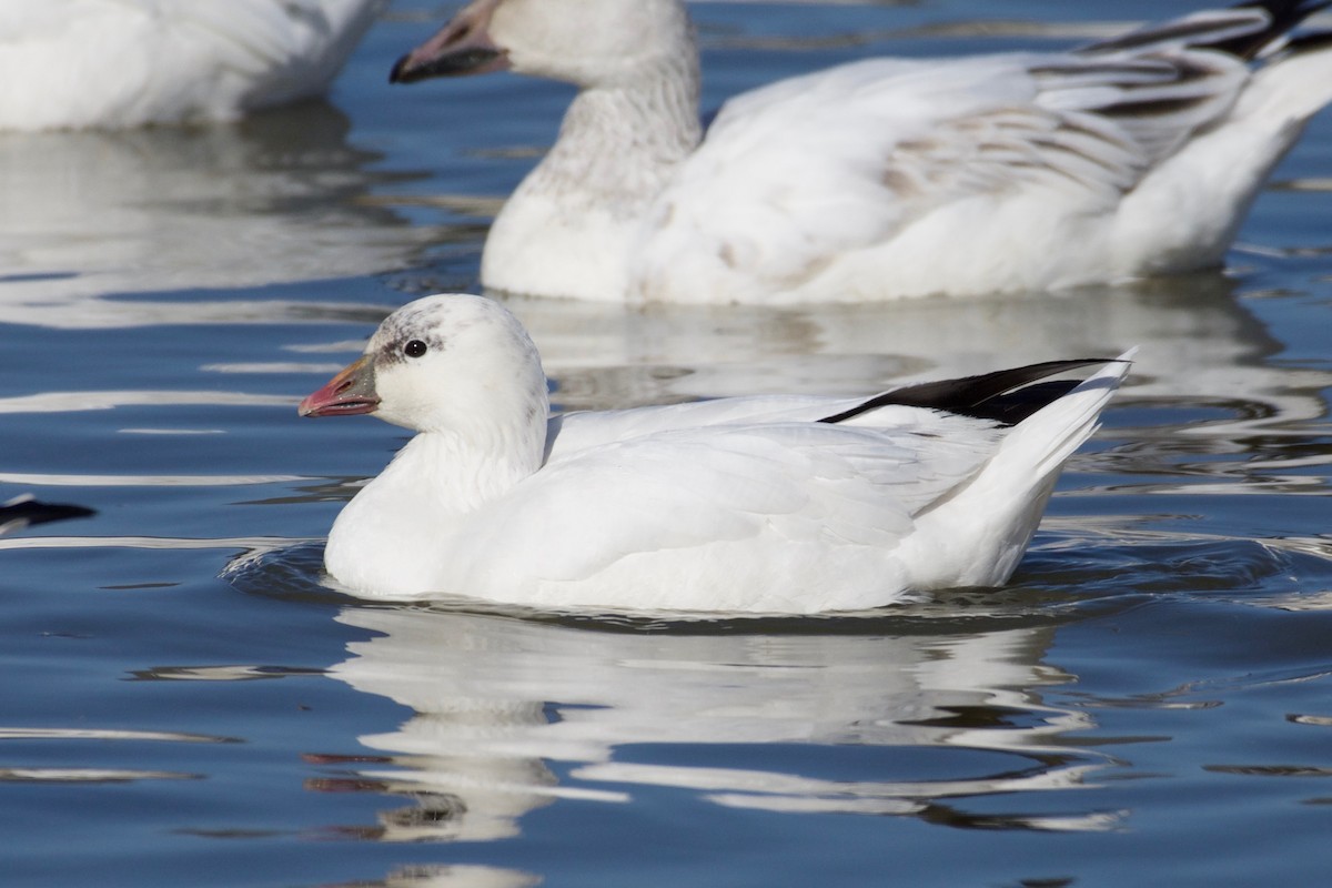 Ross's Goose - Bill Reaume