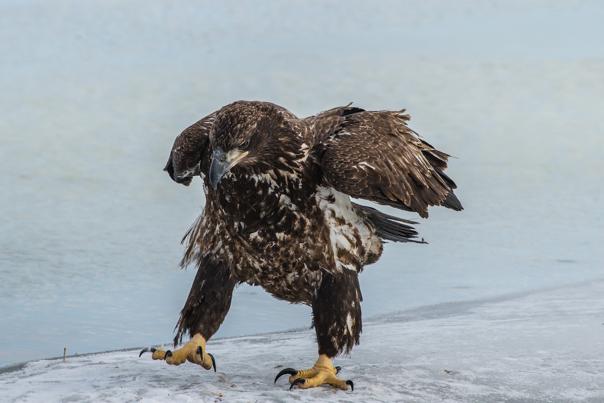 Bald Eagle - ML211175601