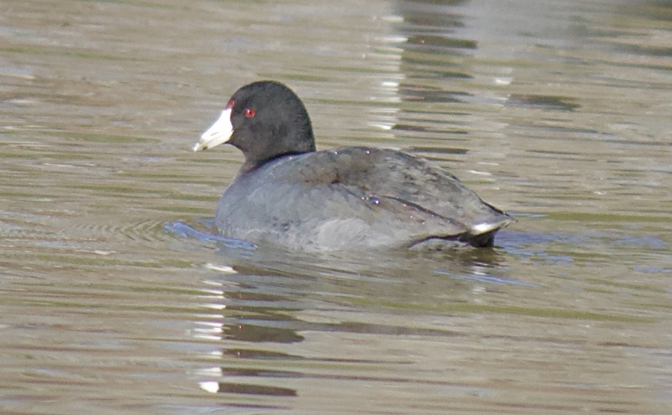 American Coot - ML211175881