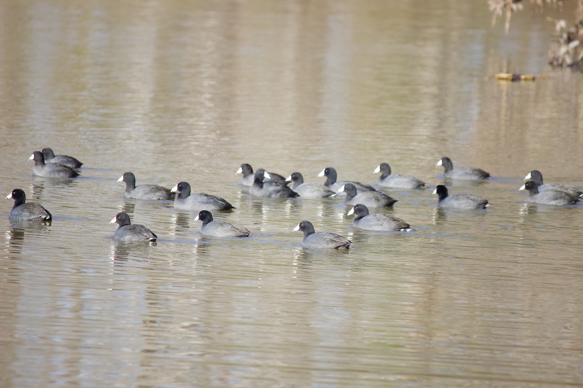 American Coot - ML211175921