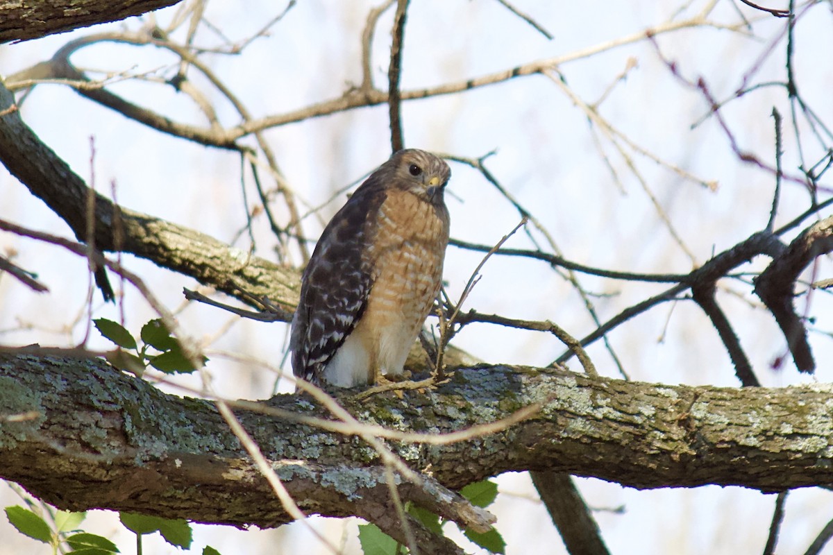 Red-shouldered Hawk - ML211176201