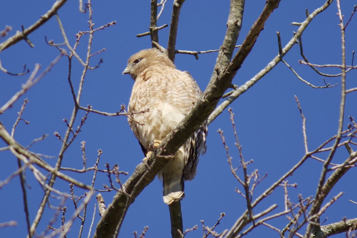 Red-shouldered Hawk - ML211176221