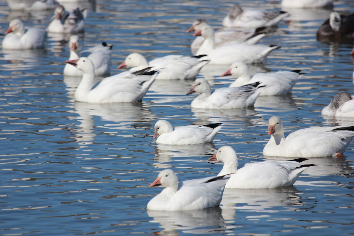 Ross's Goose - ML211176441