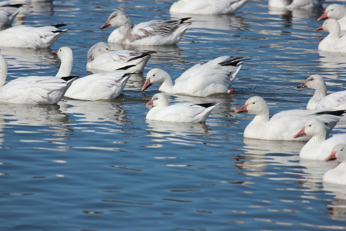 Ross's Goose - ML211176461