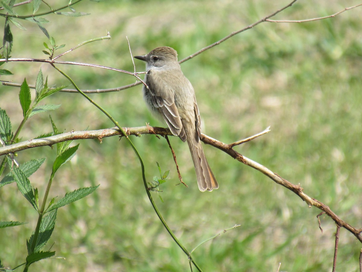 Ash-throated Flycatcher - ML211176571