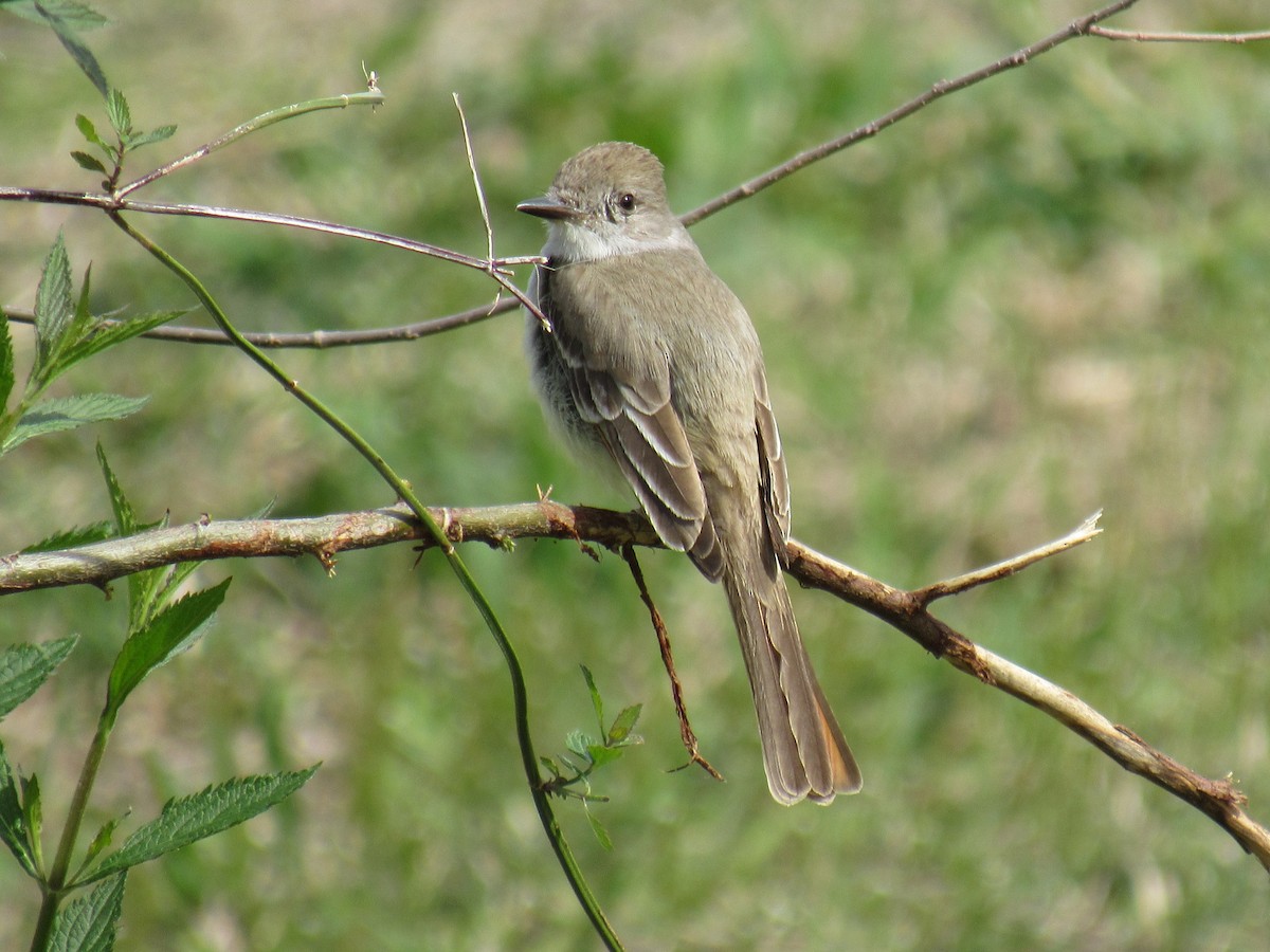 Ash-throated Flycatcher - Ed Blitch