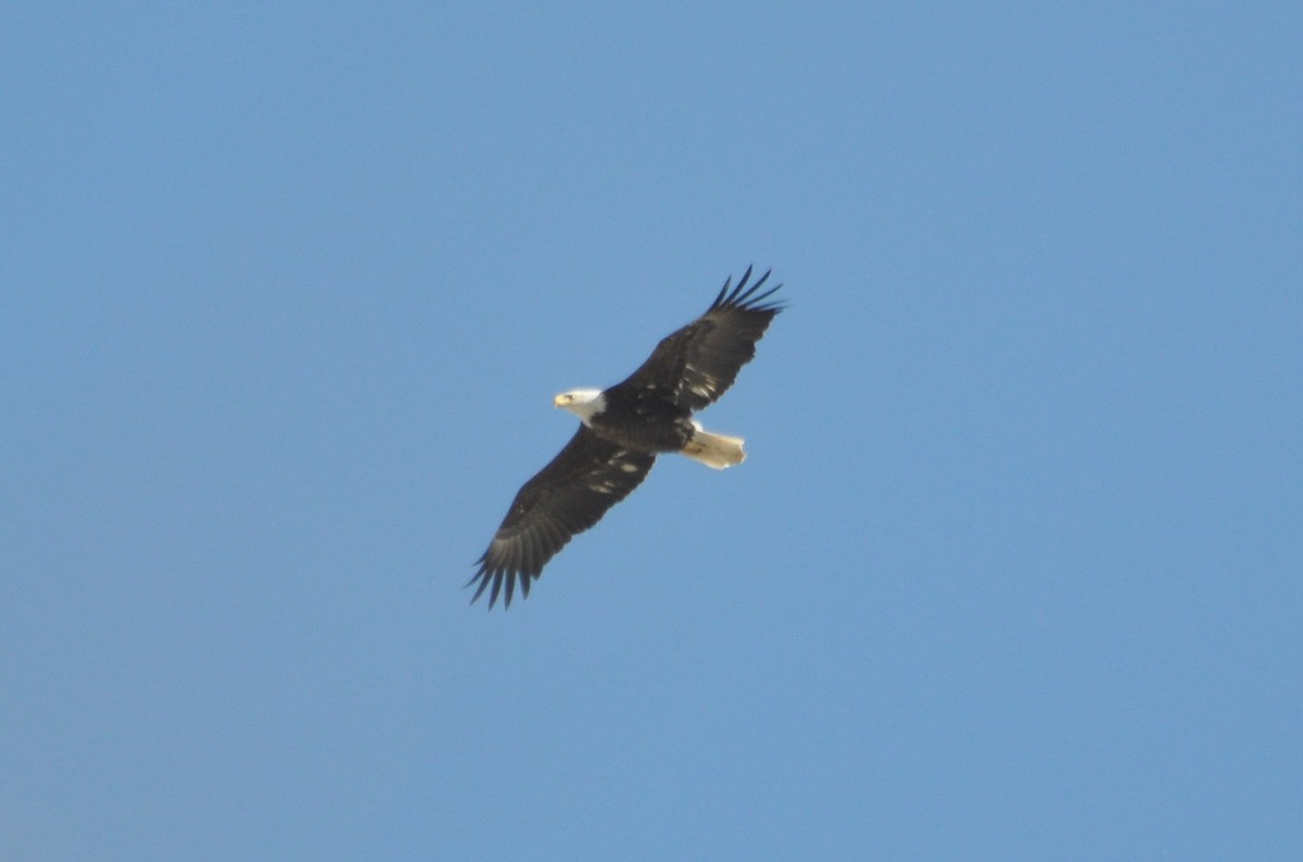 Bald Eagle - ML211176661