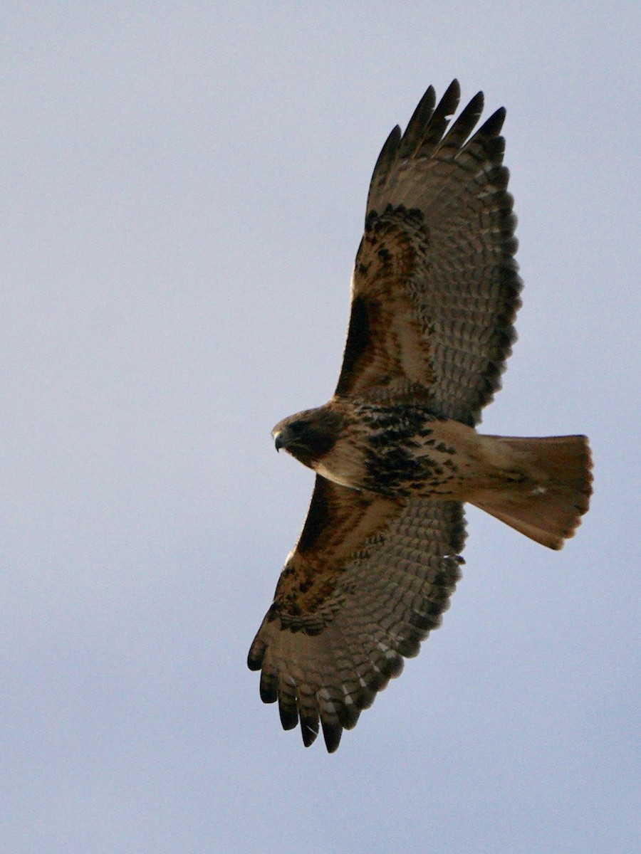 Red-tailed Hawk (abieticola) - ML211177381