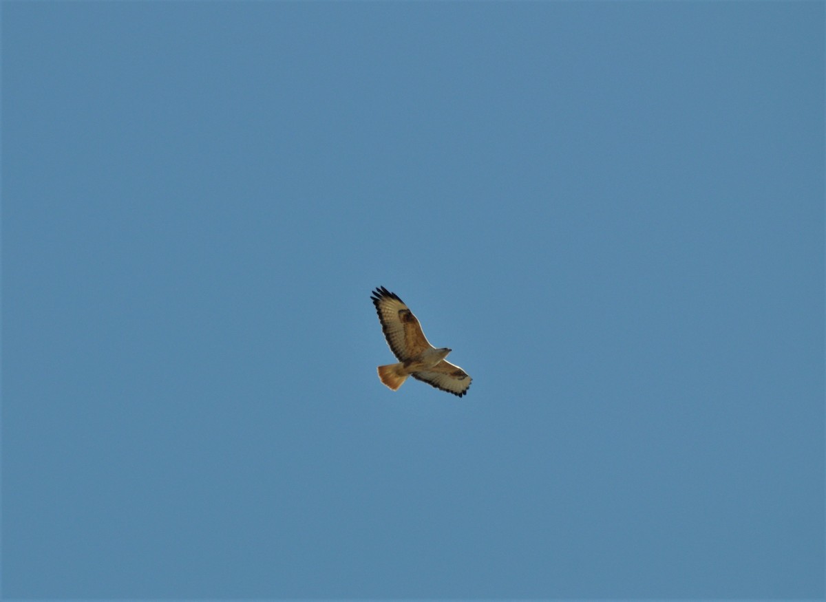 Long-legged Buzzard - ML211178001