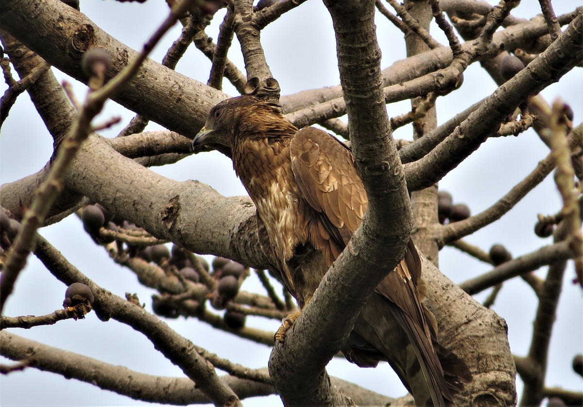 Oriental Honey-buzzard - ML211178061