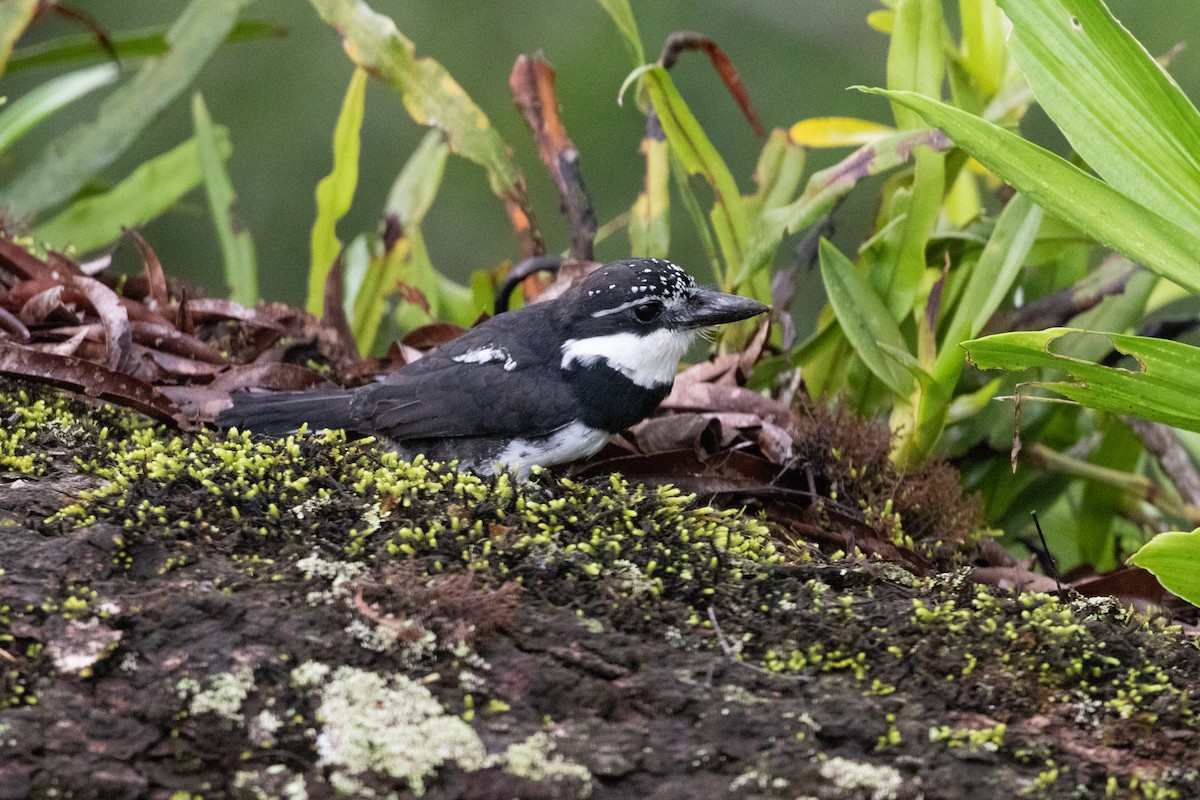 Pied Puffbird - ML211182631