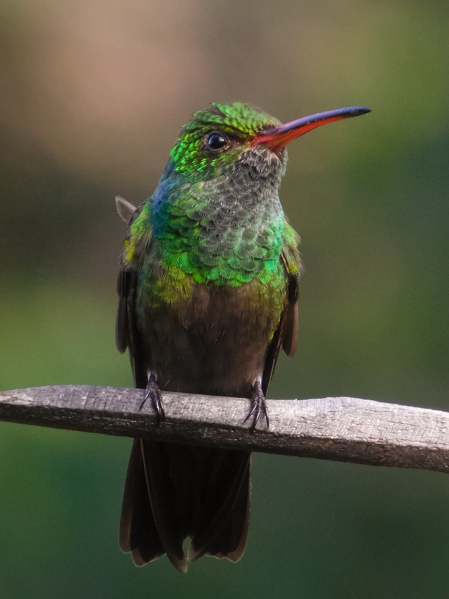 Rufous-tailed Hummingbird - Abiel Martínez Hernández