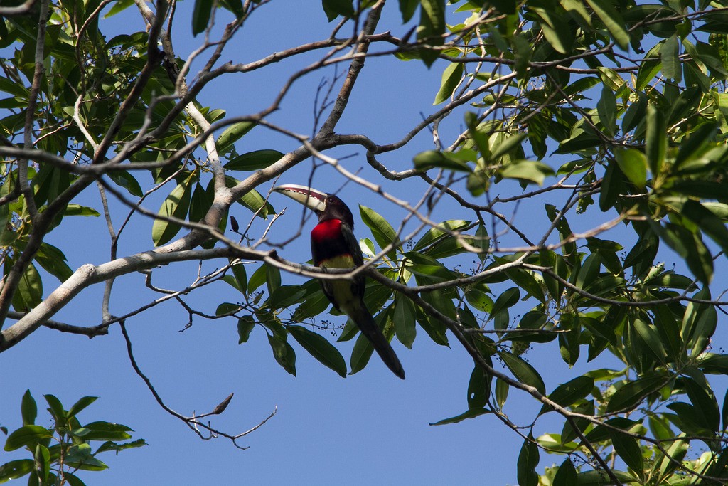 Ivory-billed Aracari - ML211183071