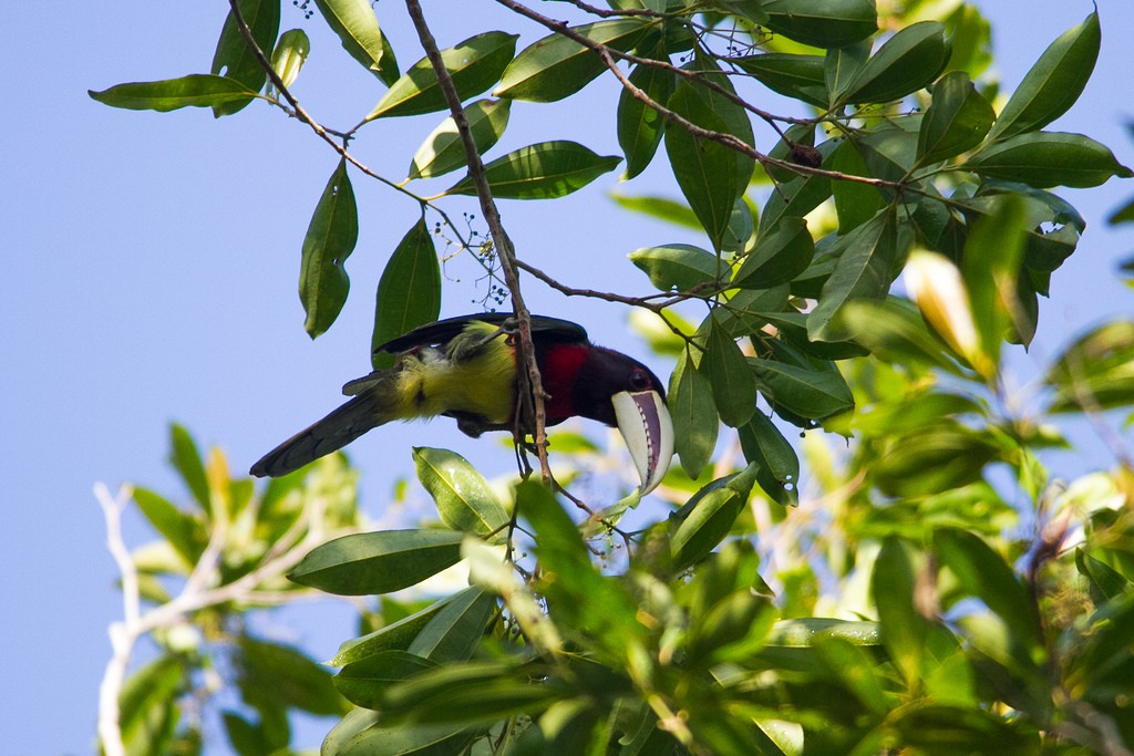 Ivory-billed Aracari - ML211183081