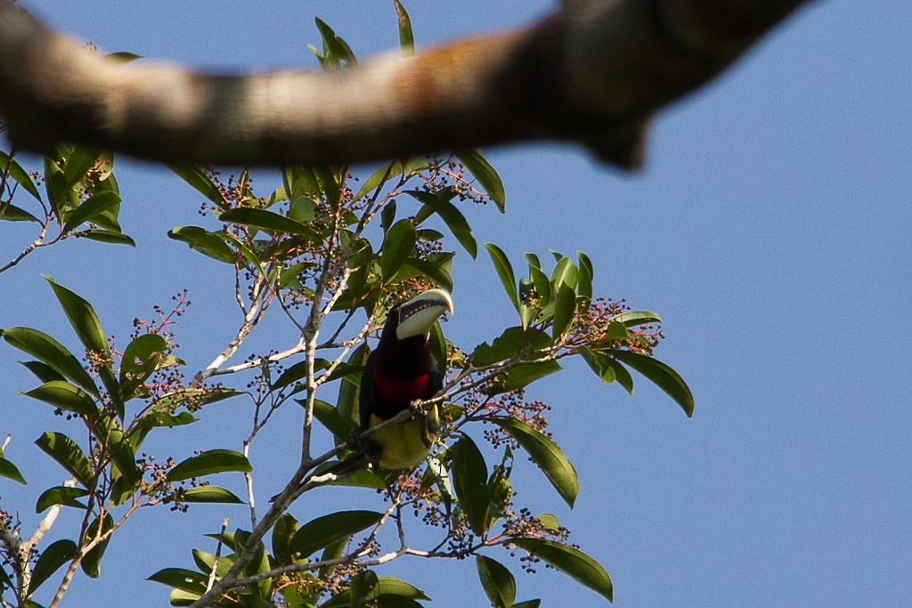 Ivory-billed Aracari - ML211183091