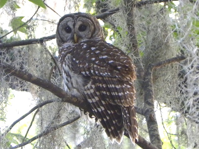 Barred Owl - ML21118391