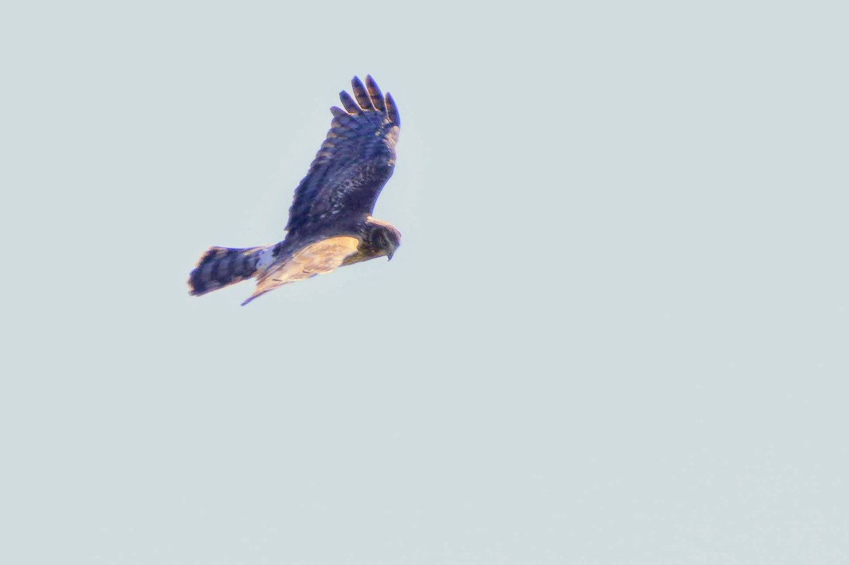 Northern Harrier - ML211184231