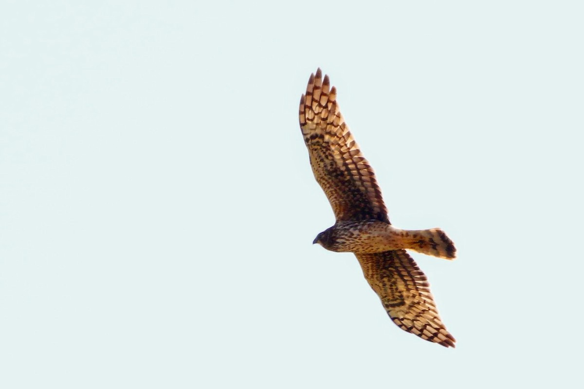 Northern Harrier - ML211184291