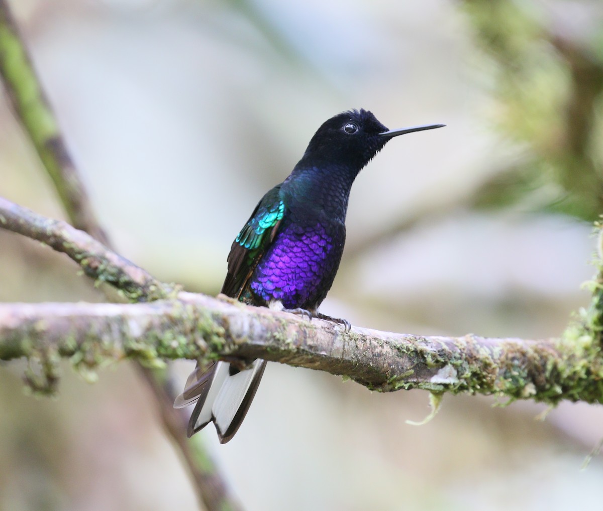 Velvet-purple Coronet - ML211184911