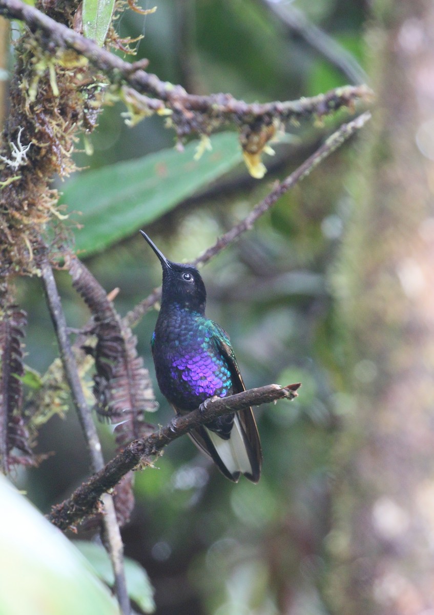 Velvet-purple Coronet - ML211184921