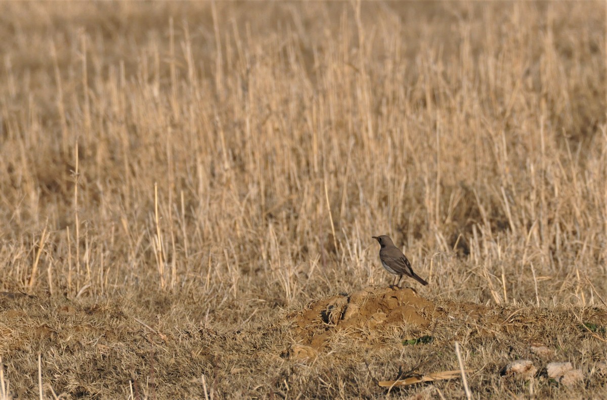 Black-throated Thrush - ML211184991