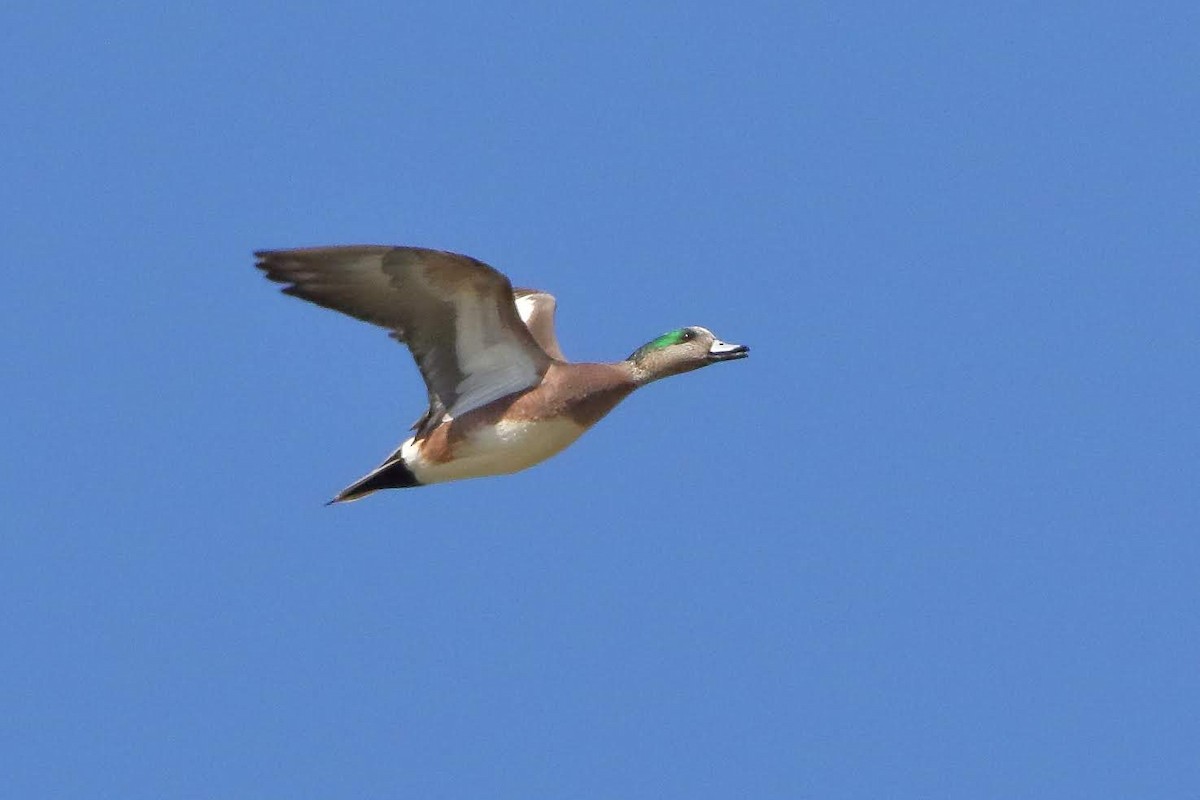 American Wigeon - ML211185801