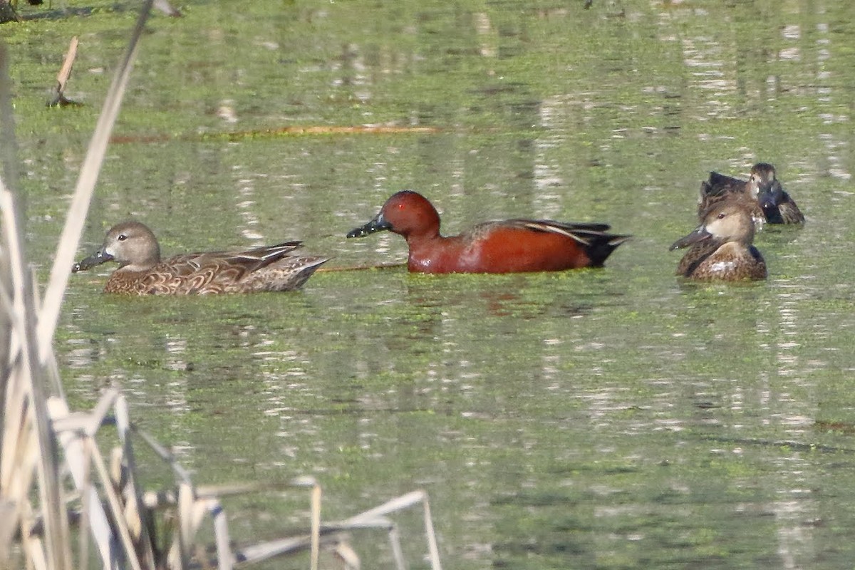 Cinnamon Teal - ML211185931